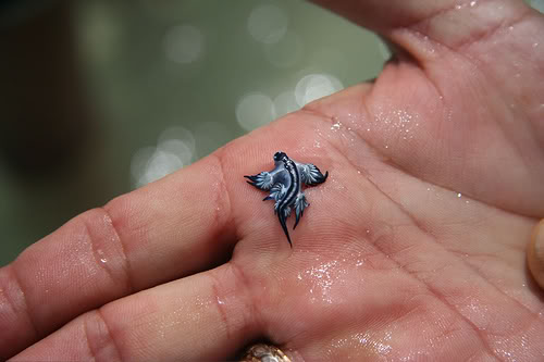 Blue Seas Slug