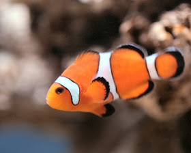 Photo in the News Robot Fish Photo in the News Robot Fish