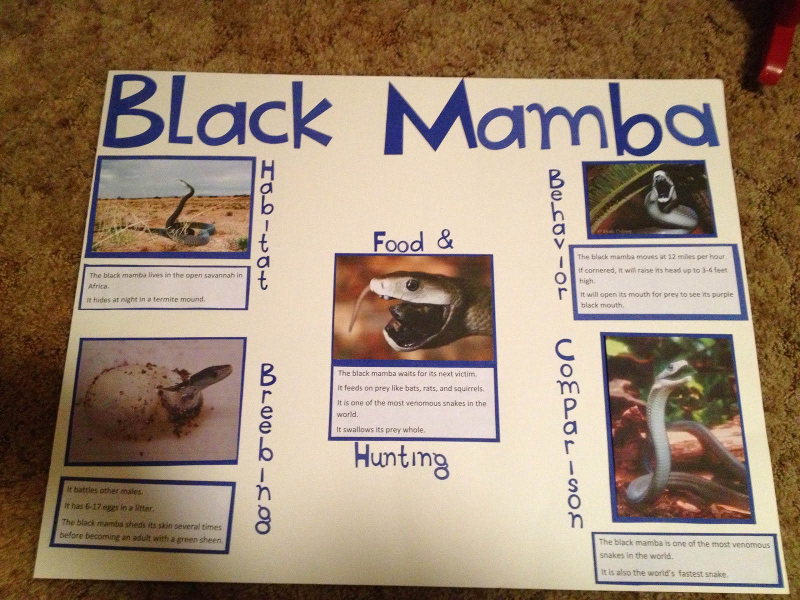 how to make a poster for school project