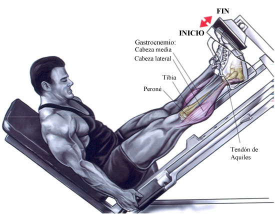 Ejercicio-Para-Pantorrilla Fisicoculturismo y Fitness: Ejercicios de piernas: Pantorrilla en ...