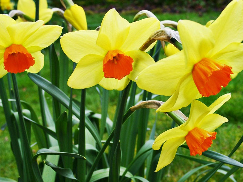 Science Decoded Daffodil Organs