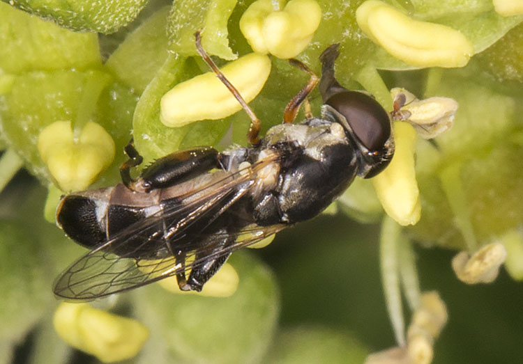 Hoverfly, Syritta pipiens. Gates Green Road, Coney Hall. 31 August 2014. Hoverfly, Syritta pipiens. Gates Green Road, Coney Hall. 31 August 2014.