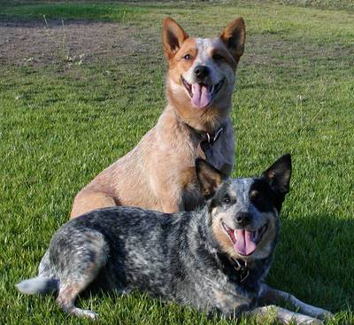Life Of Animals Animal Life In The Wild Australian Cattle Dog