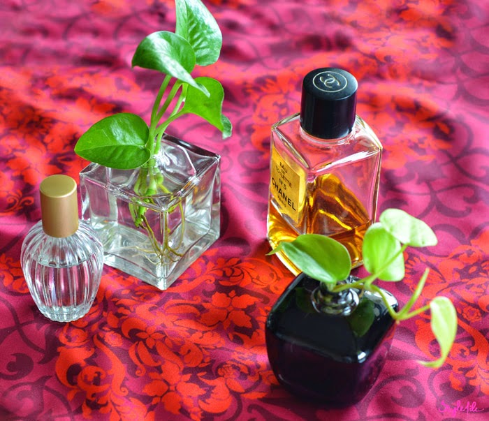 Dayle Pereira of Style File India displays her Do It Yourself project of perfume bottle planters in glass bottles with green saplings for decor, DIY gift ideas and mothers day gifting