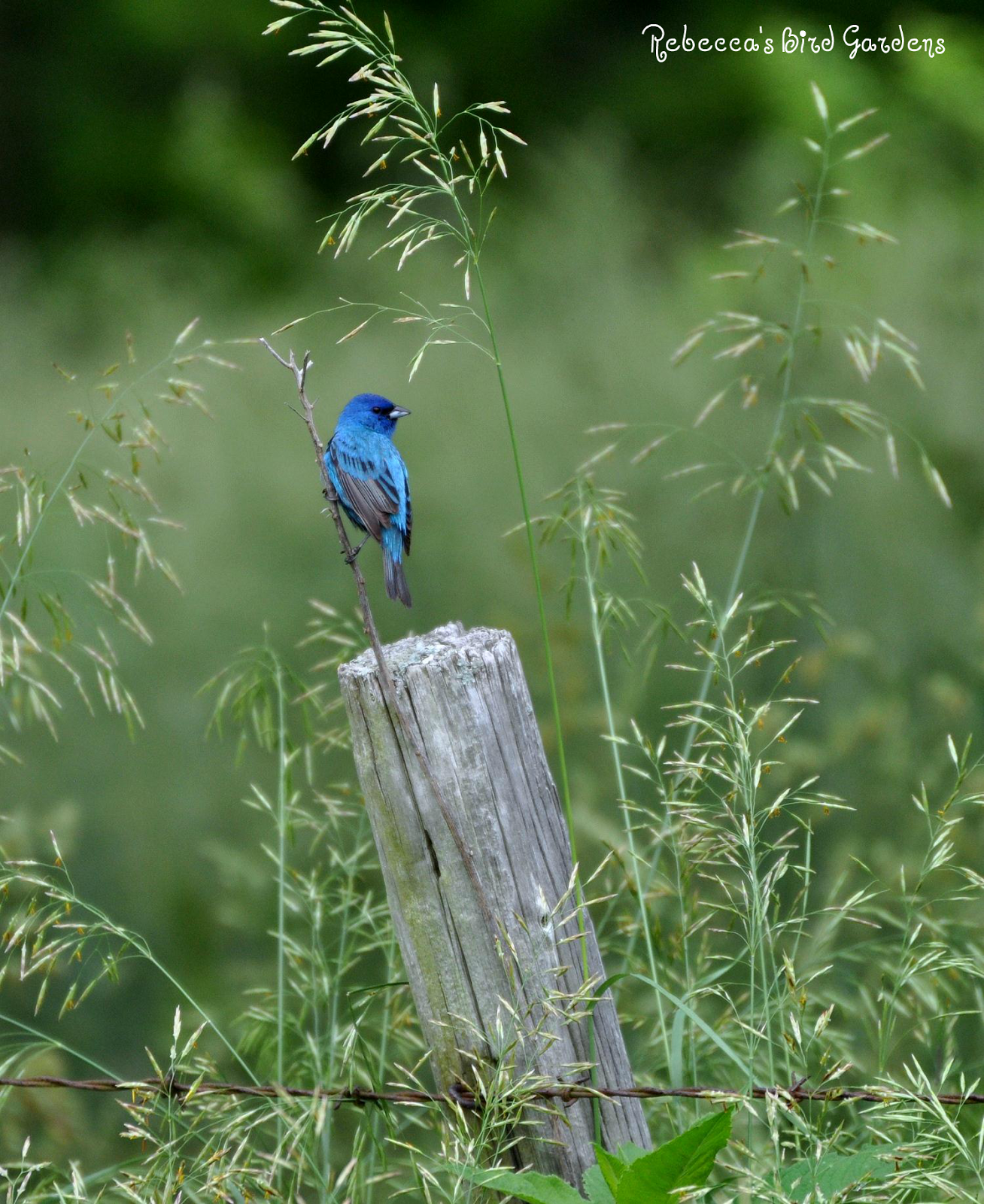 the gardenroof coop The Indigo Bunting