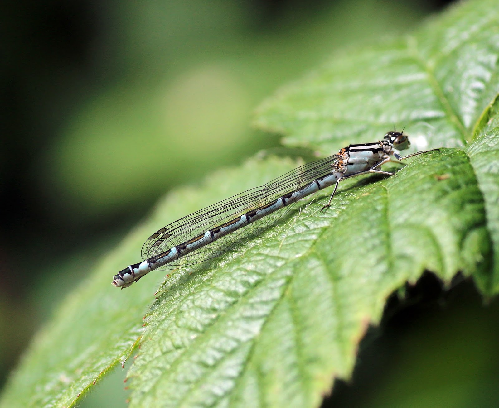 lincolnshire odes azure variable red eyed and common blue