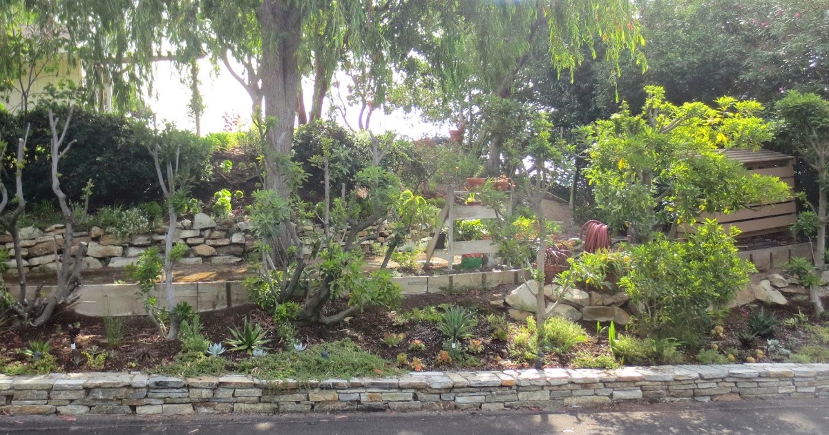 Late to the Garden Party: New Succulent Bed