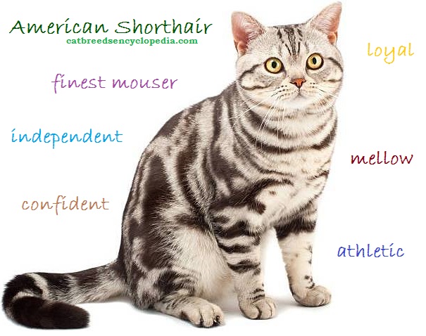 Mybuku2read American Shorthair