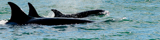orcas season in Peninsula Valdes Patagonia Argentina orcas season in Peninsula Valdes Patagonia Argentina