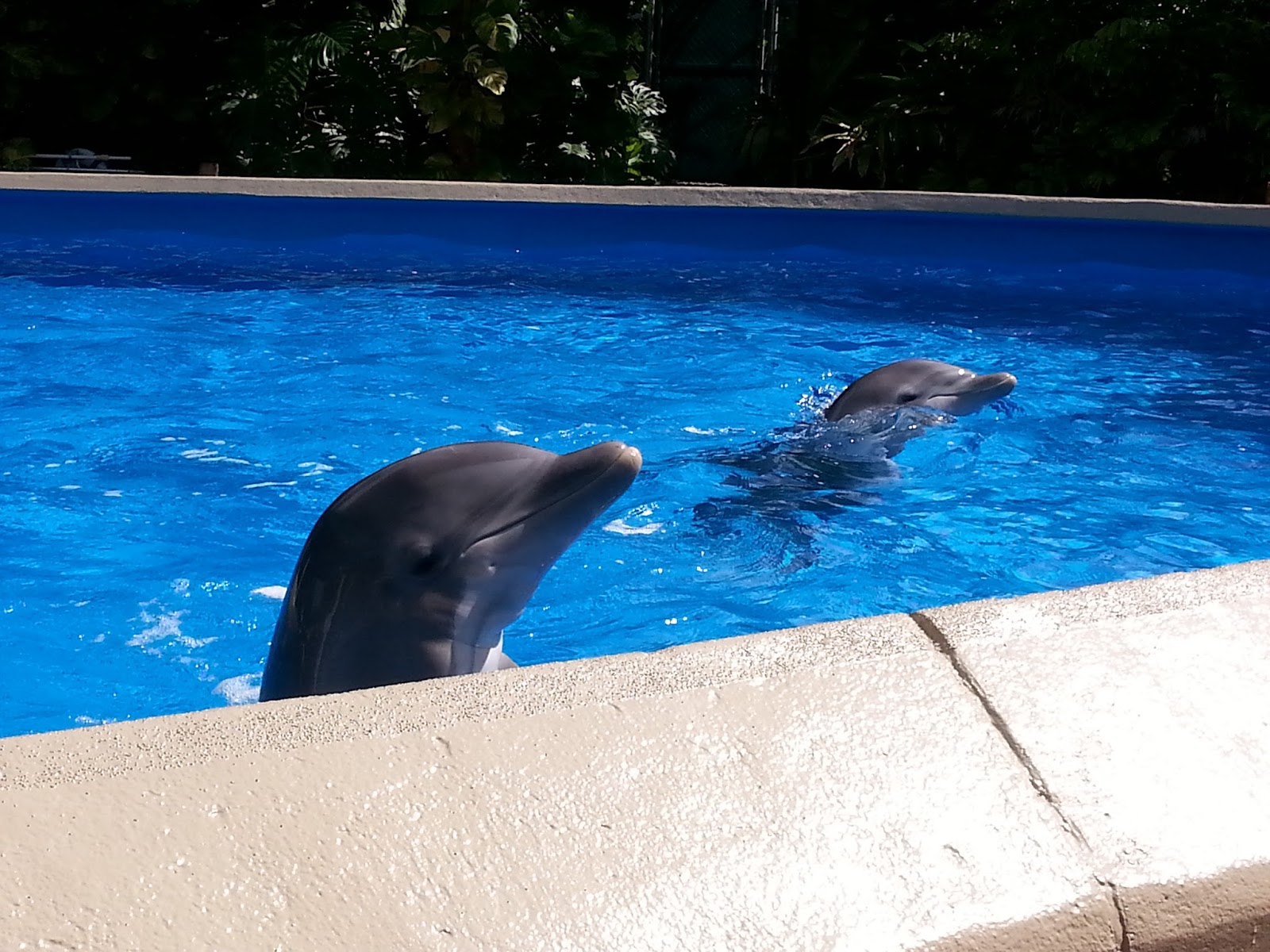 Sea World Orlando gives teachers free admission with their Teacher Study Pass program. Sea World Orlando gives teachers free admission with their Teacher Study Pass program.