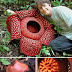 World’s Largest Flower/ Largest Flower in the World