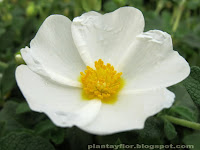Cistus salvifolius
