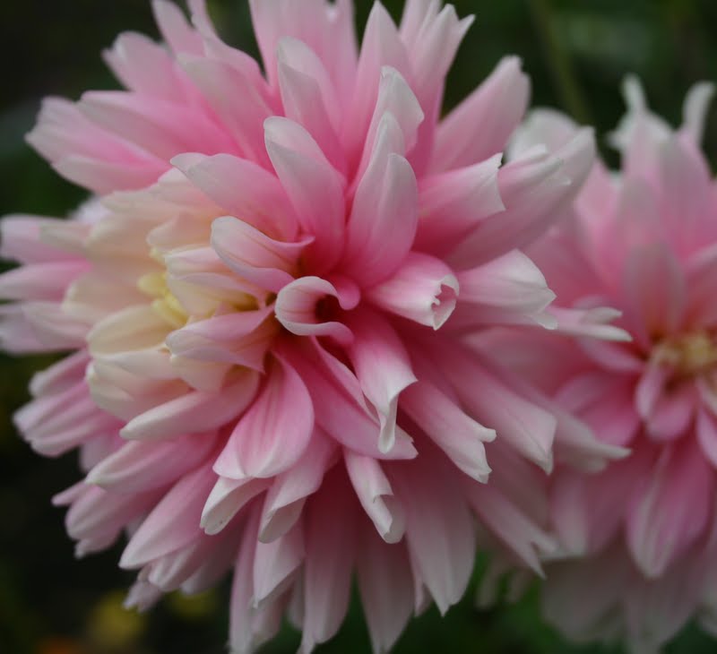 GIANT DINNER PLATE DAHLIAS WELL WORTH THE WAIT! Sowing the Seeds