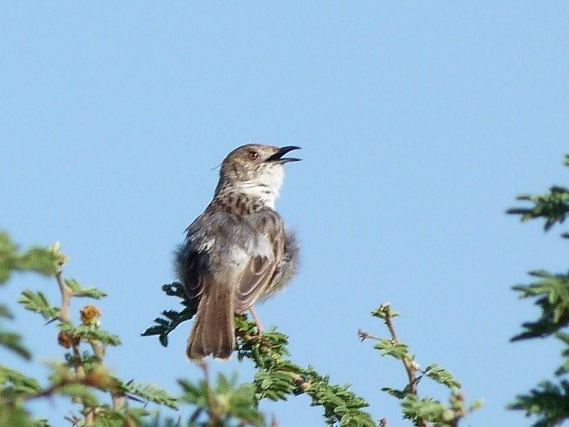 safari ecology why do birds sing in the morning safari ecology why do birds sing in the morning