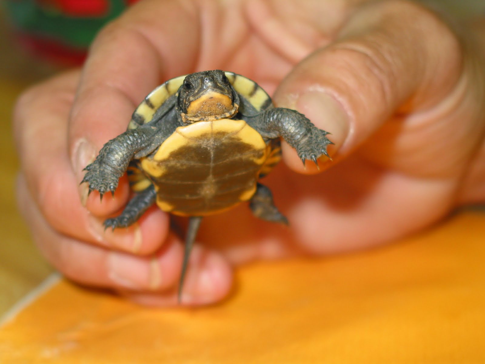 Quarter Sized Turtles
