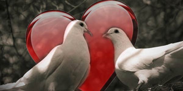 Alasan Merpati Menjadi Simbol Cinta dan Kedamaian MULTI INFO