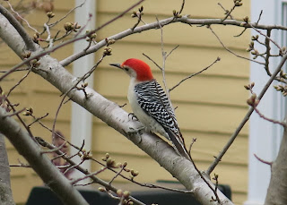 Red-bellied Woodpecker, Melanerpes carolinus