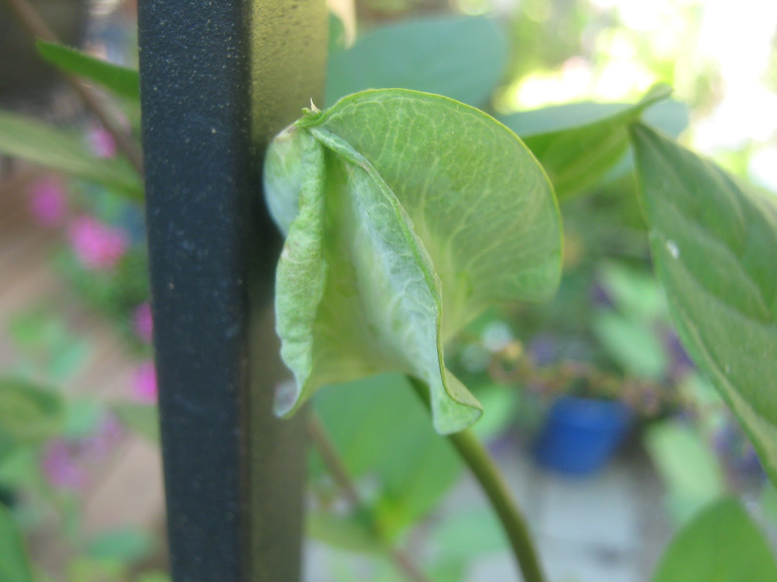 Rindy Mae Cup & Saucer Vine