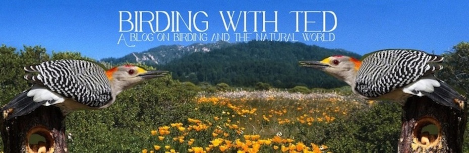 Birding With Ted