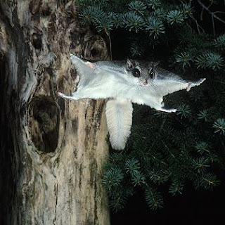 flying squirrel