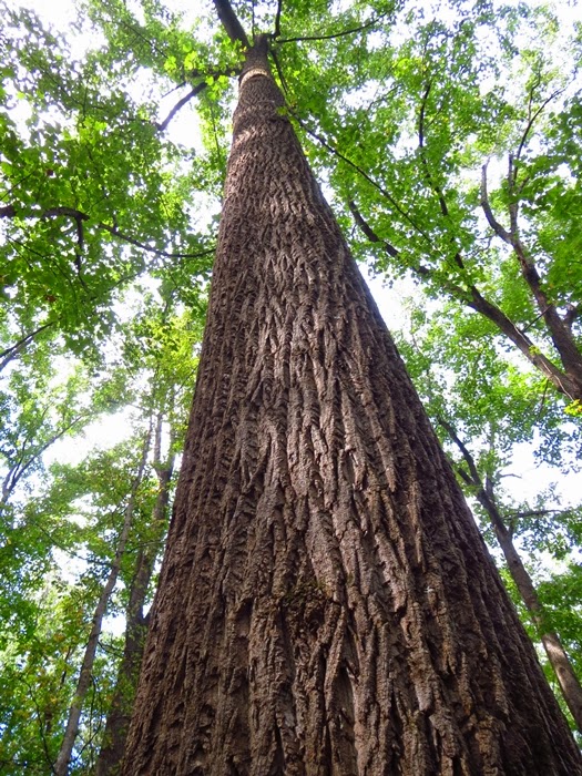 Souljournaler Trees and Flora In The Bible