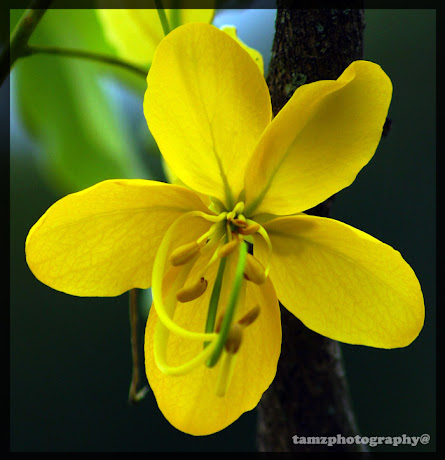 Wild flowers