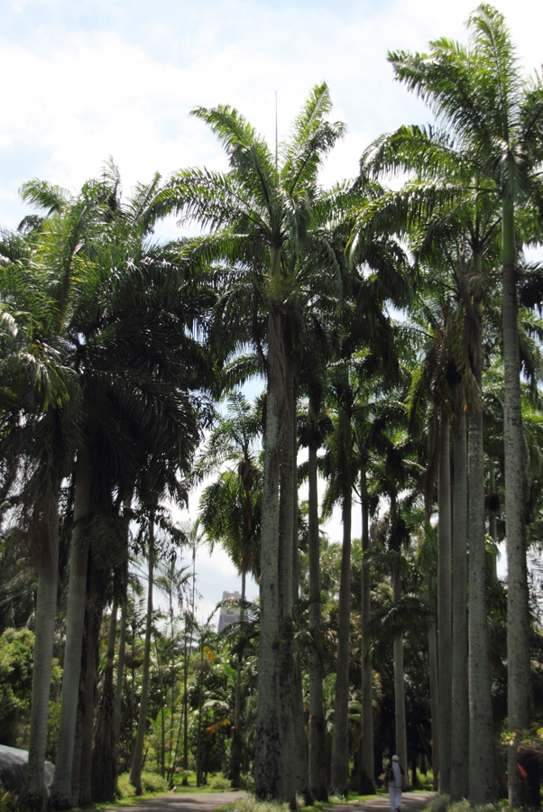 Siempre Verde Venezuela Al arbol debemos Siempre Verde Venezuela Al arbol debemos