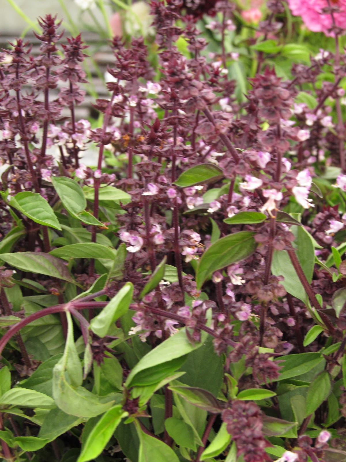 Notes and News from Shady Grove Gardens More on Edible Flowers