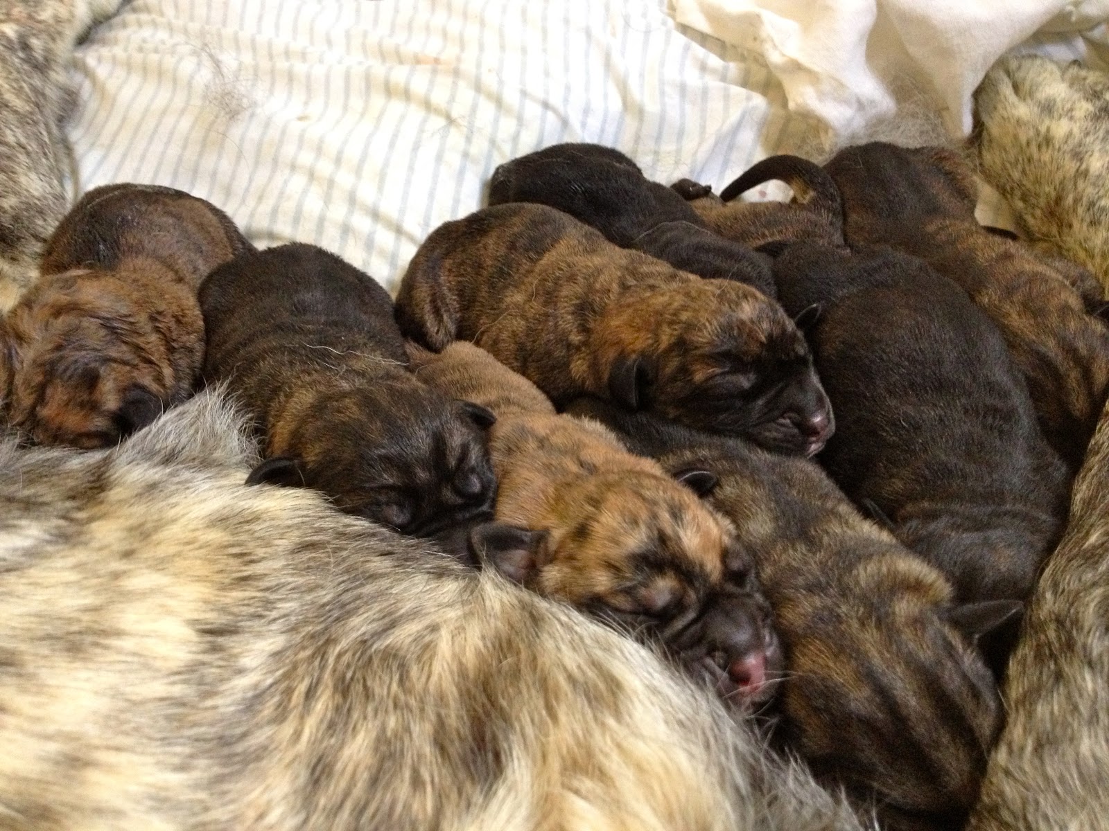 Pure Breed Dogs Dog Breeds