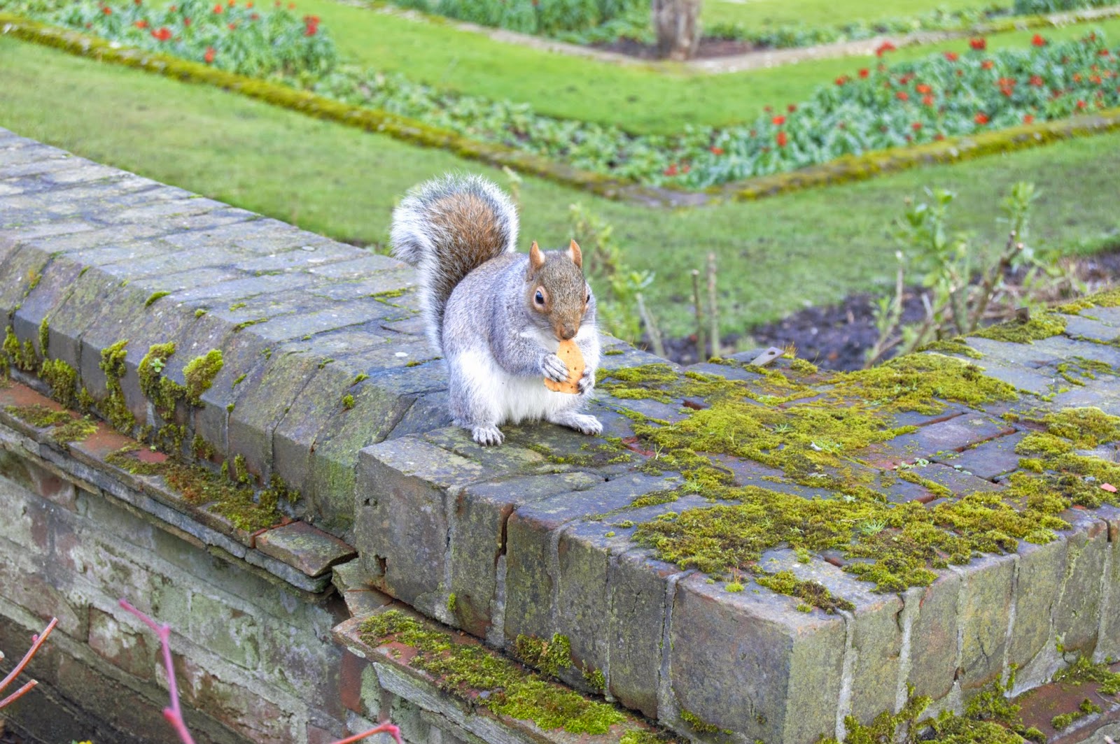 A squirrel eating a cracker in Kensington Gardens