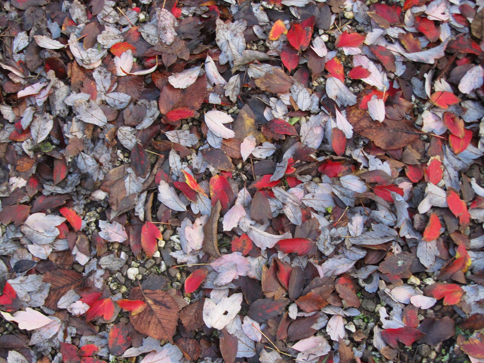 red and brown leaves