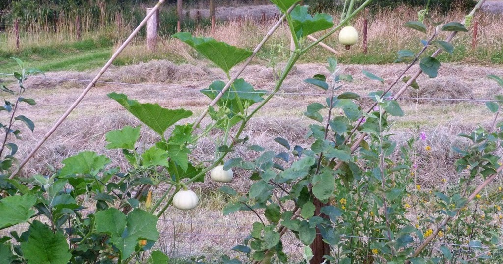 An English Homestead Climbing Squash