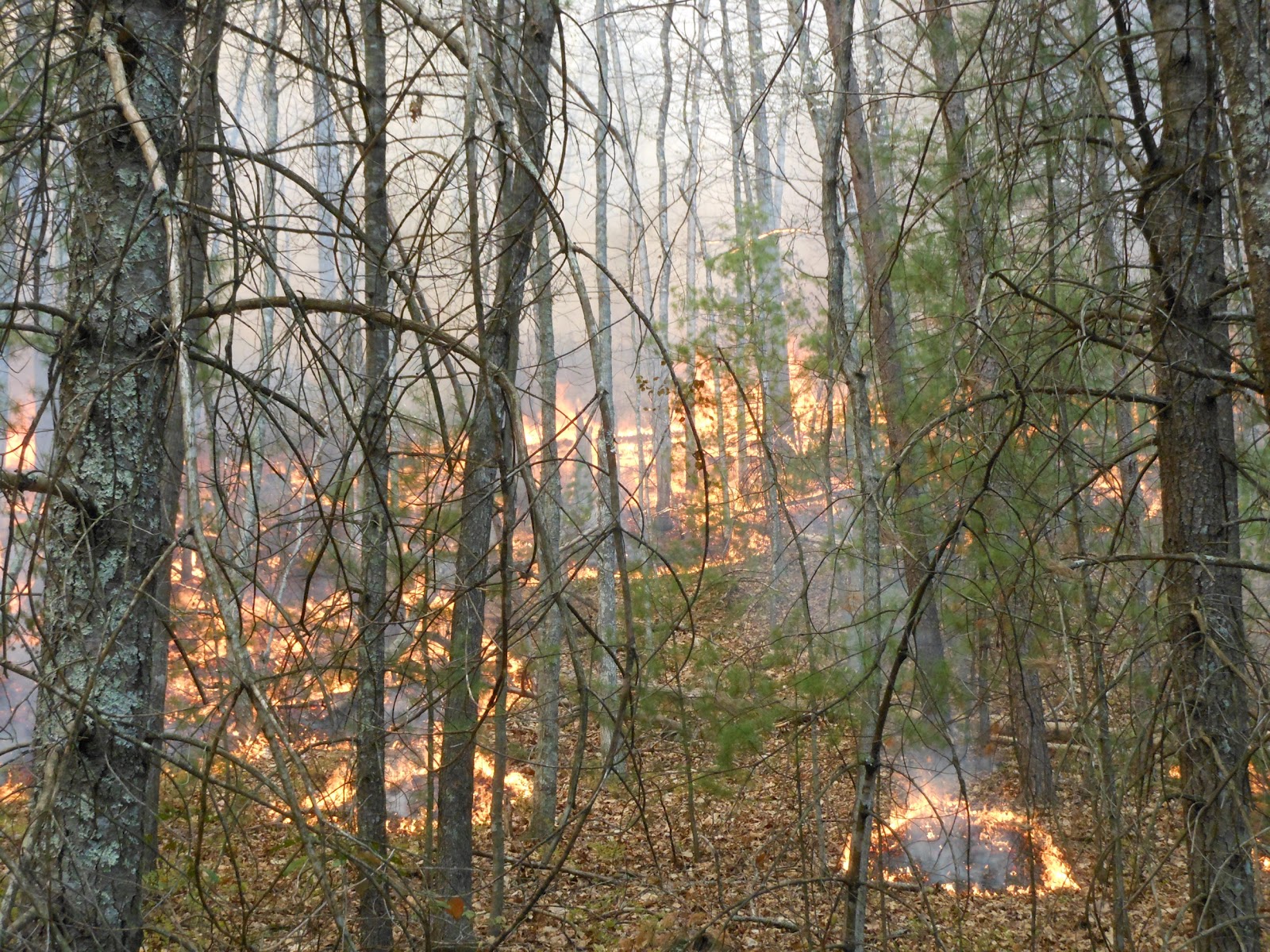 Virginia Wildfire Information and Prevention Arson Rewards offered and
