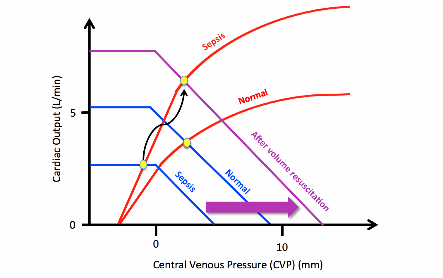 guyton the heart Vagolytic because they inhibit the action of the vagus nerve on the heart, gastrointestinal tract and other organs anticholinergic drugs increase heart rate and are used to treat bradycardia (slow heart rate) and asystole, which is when the heart has no electrical. guyton the heart Vagolytic because they inhibit the action of the vagus nerve on the heart, gastrointestinal tract and other organs anticholinergic drugs increase heart rate and are used to treat bradycardia (slow heart rate) and asystole, which is when the heart has no electrical.