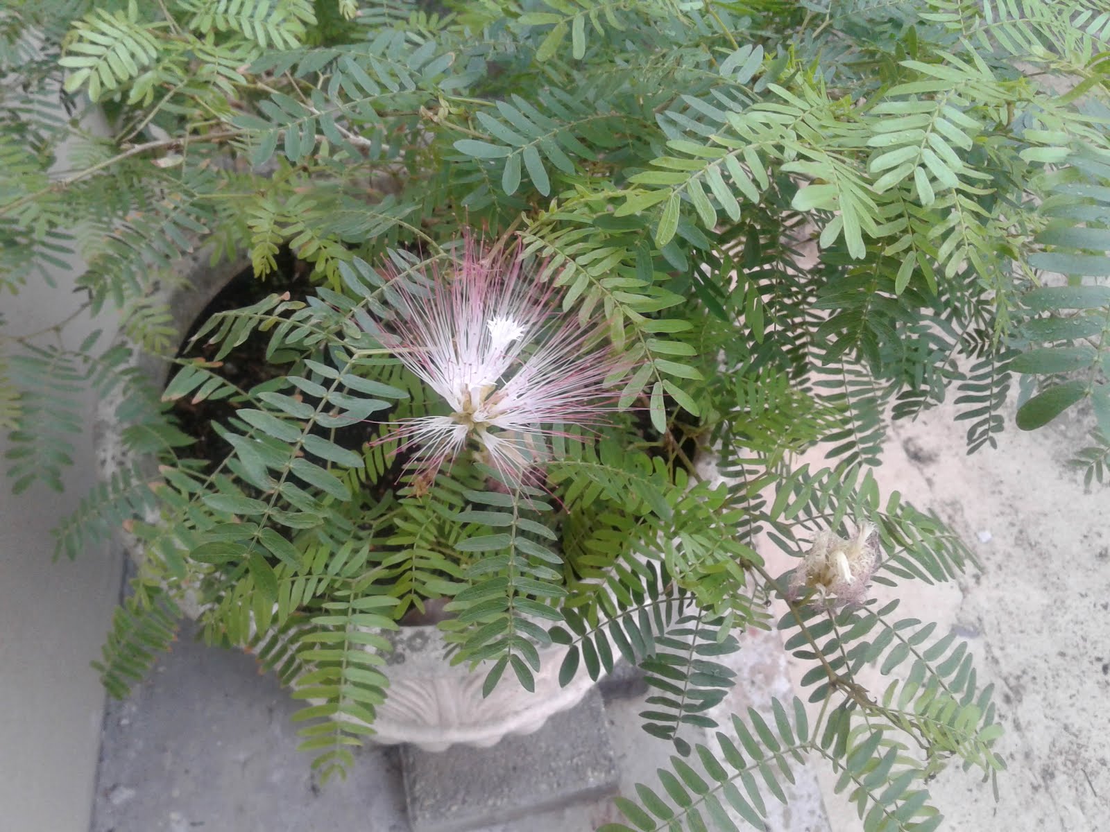 Calliandra surinamensis