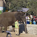 Animal Rights in Pakistan.