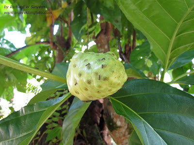 Mengkudu - Morinda citrifolia