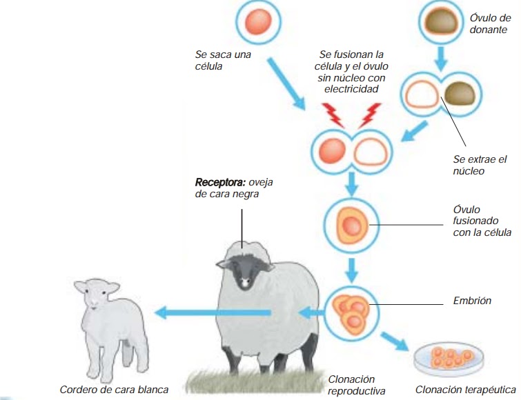 Ingeniería Biomédica Tema listo!