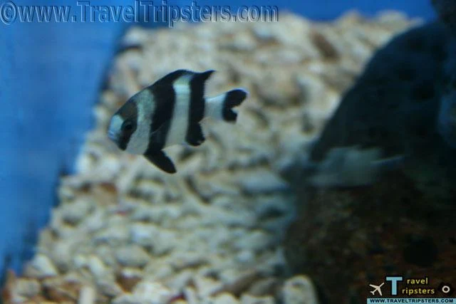 oceanarium oceanarium