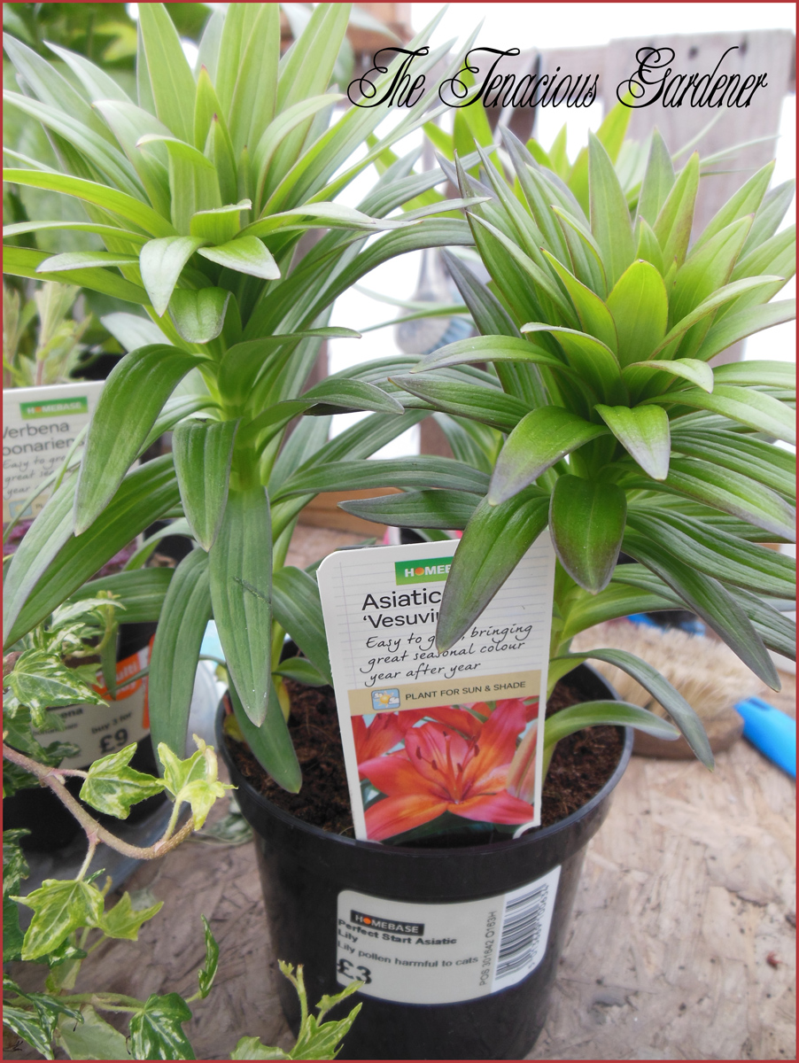 The Tenacious Gardener! Garden bargains.