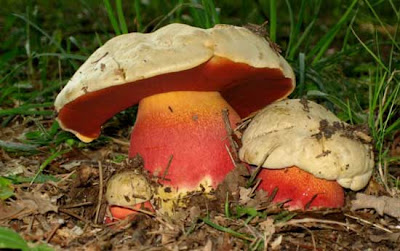 Boletus satanas