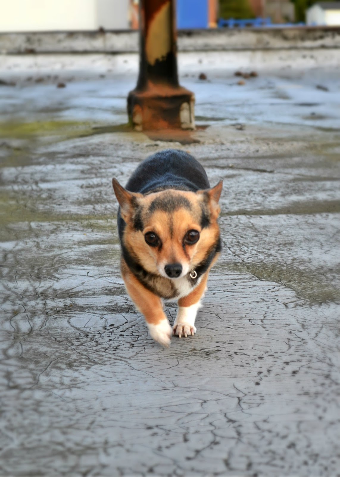 Frida the Mini Fleur d'Elise Frida the Mini