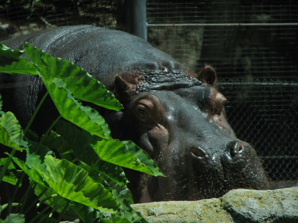Doug's photo site: San Diego Zoo: Hippos