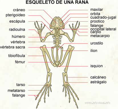 diagrama del sistema digestivo de la rana