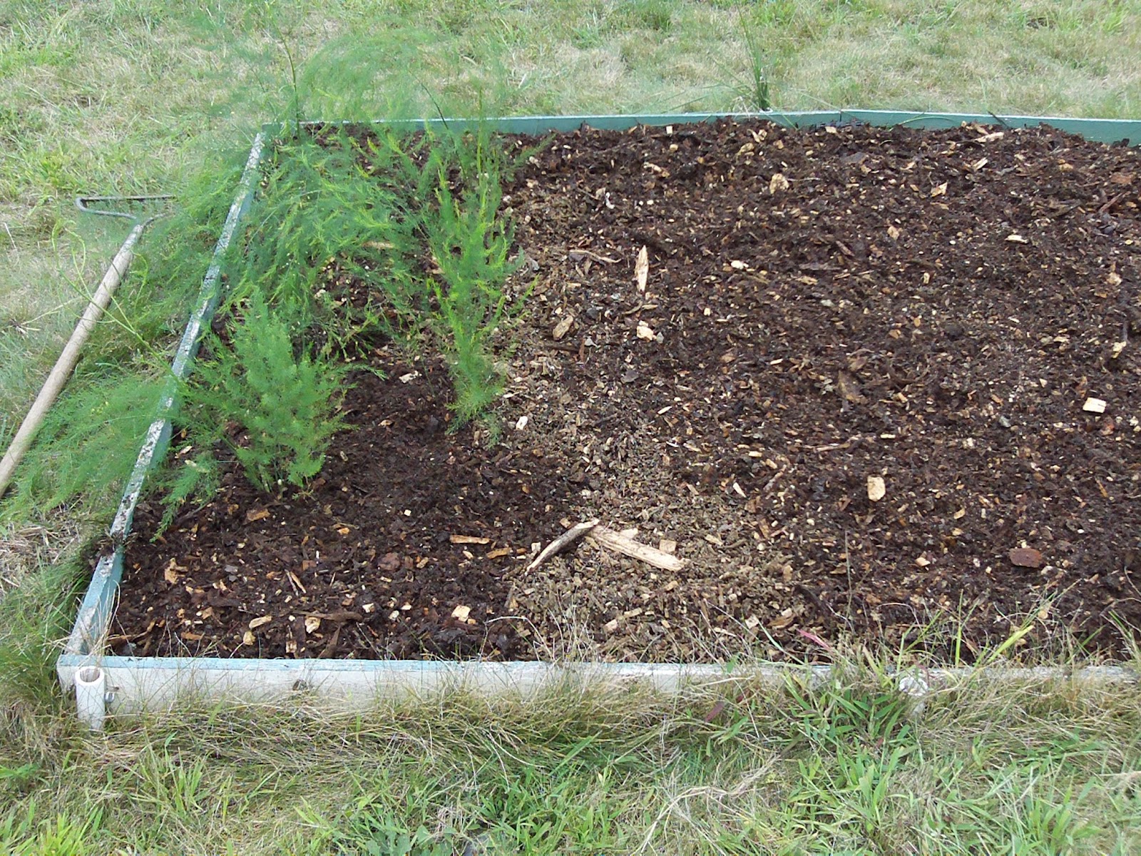 Dave's garden Applying wood chip mulch