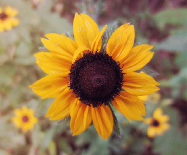 Black-eyed Susan Black-eyed Susan