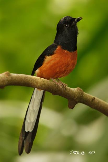 Ternak Burung Murai Batu Adalah Peluang Usaha Yang Sangat Potensial Ternak Burung Murai Batu Adalah Peluang Usaha Yang Sangat Potensial