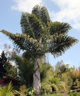 Planta de la quincena