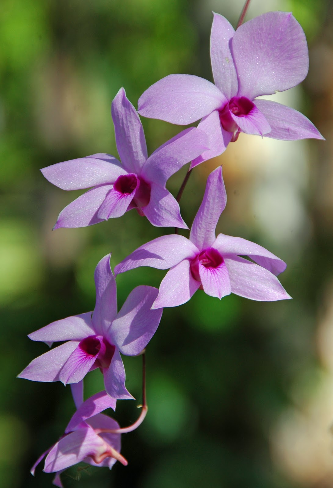 Captivated by Cooktown 2009/2010/2011 The Cooktown Orchid in bloom