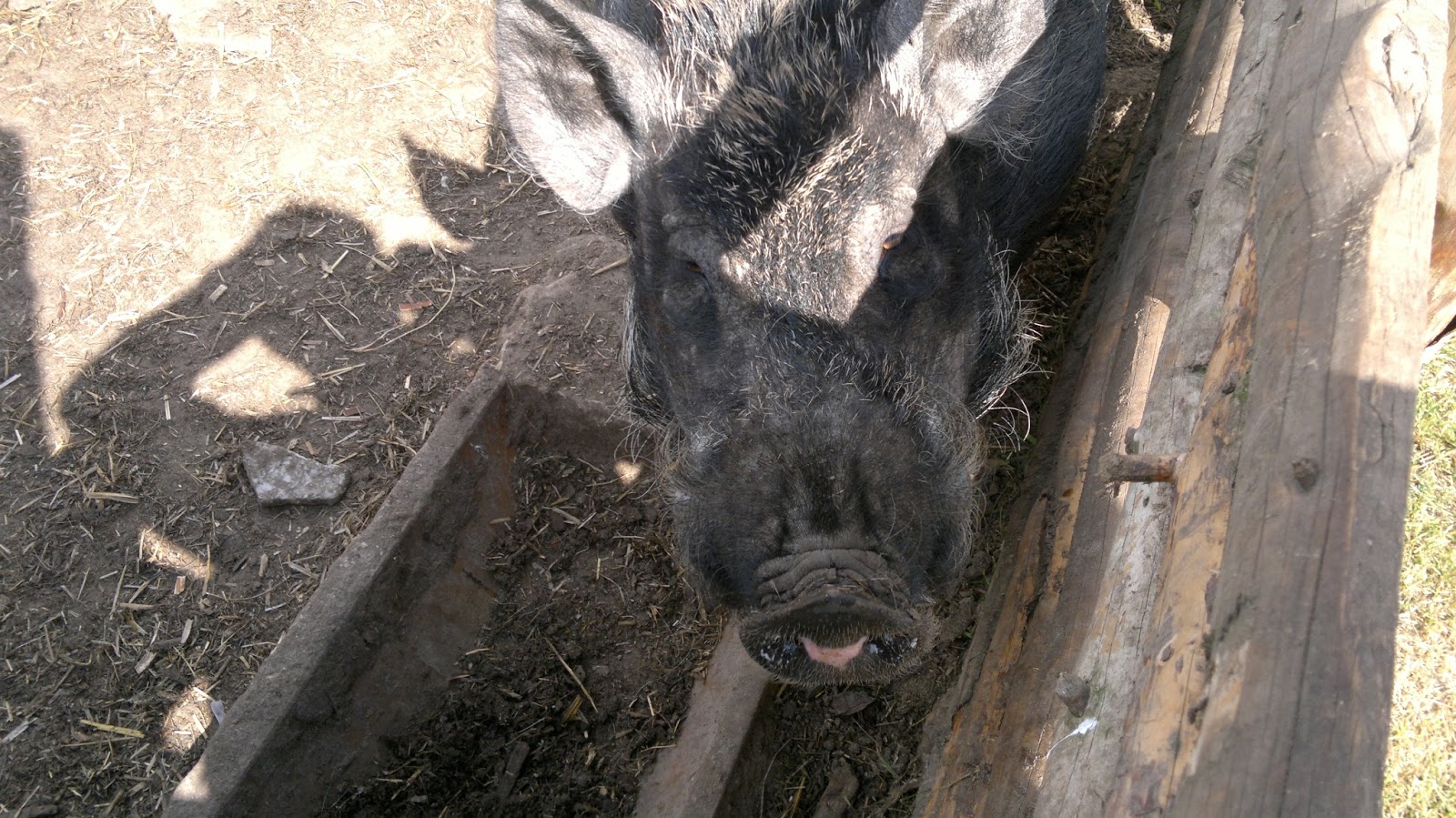Ciekawe Miejsca Zwiedzone Mini ZOO w Darszycach